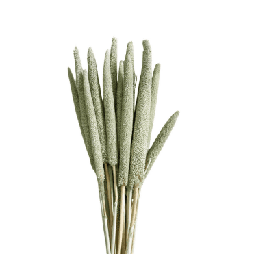 Dried Babala 15Pc Sage 75cm
