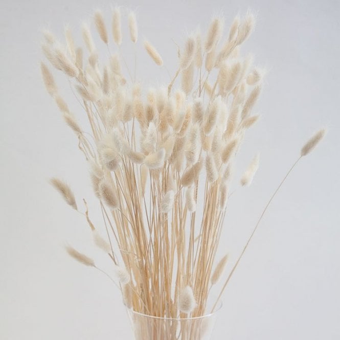 Dried Lagurus Bunch 60pc Ivory