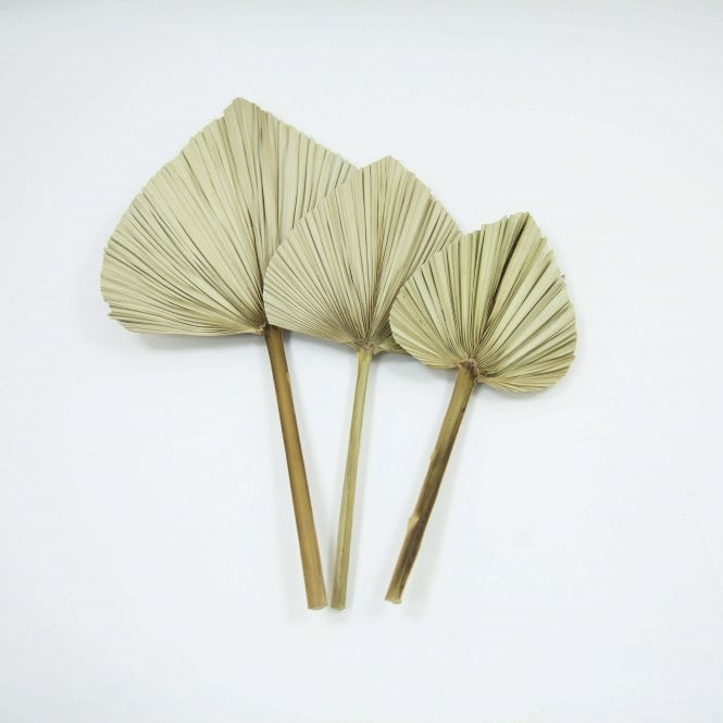 Dried Palm Leaf Natural 12 Pack