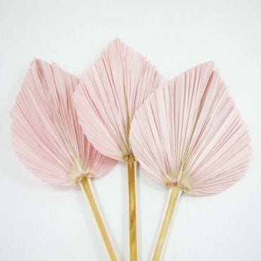 Dried Palm Leaf Pink Pack of 12 65cm