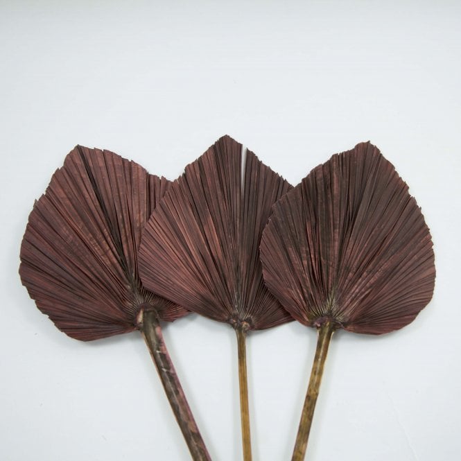 Dried Palm Leaf Wine Pack of 12 65cm