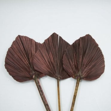 Dried Palm Leaf Wine Pack of 12 65cm