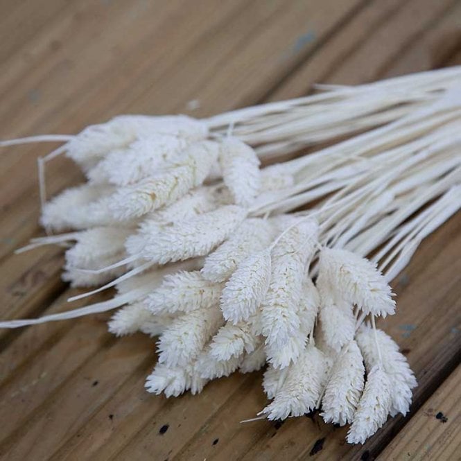 Dried Phalaris Bunch 50Pcs Ivory