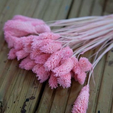Dried Phalaris Bunch 50Pcs Pink