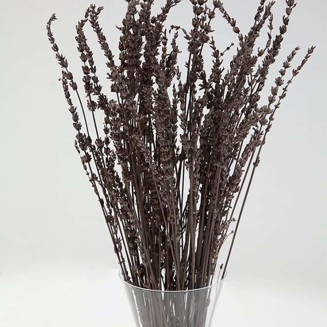 Dried Reed Bunch Frag Chocolate