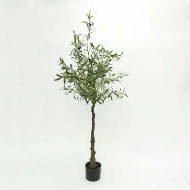 Olive Tree 160cm