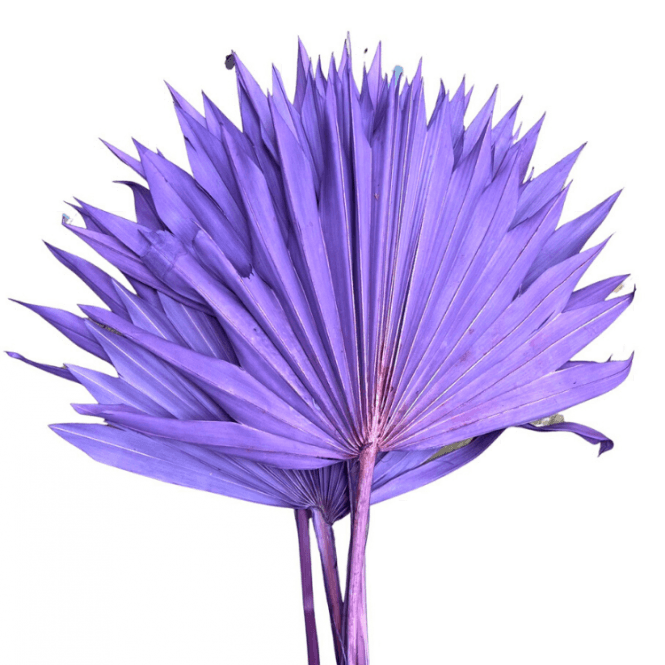 Palm Sun 6pc Lilac