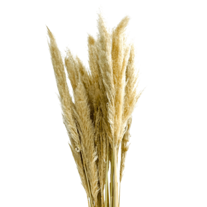 Pampas Grass 5pc Bunch 120cm Natural - Pack of 4